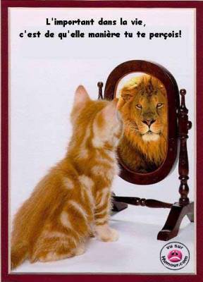 le chat